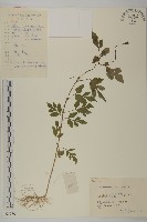 鬼針舅藏品圖，第1張