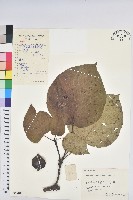 油桐藏品圖，第1張