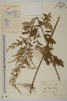 艾蒿藏品圖，第1張