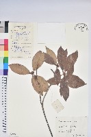 鹿角杜鵑、西施花、青紫木藏品圖，第1張