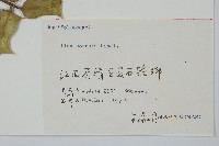 枸骨藏品圖，第2張