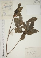 山黃梔藏品圖，第1張