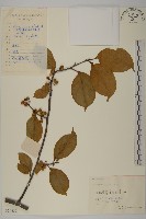 過山楓藏品圖，第1張