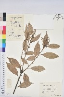 子彈石櫟藏品圖，第1張