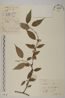 永瓣藤藏品圖，第1張