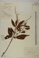 華東山柳藏品圖，第1張