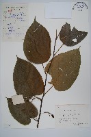 登錄號:S057857藏品圖，第1張