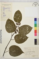 拐棗、枳椇藏品圖，第1張
