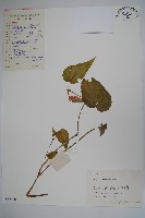 秋海棠藏品圖，第1張