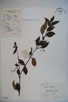 松田氏莢迷、宜昌莢迷藏品圖，第1張