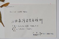 三峽槭藏品圖，第2張