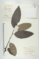 浙江柿藏品圖，第1張