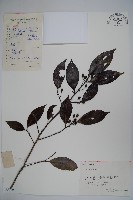 冬青藏品圖，第1張