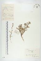 廣東葶藶藏品圖，第1張