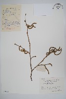 川榛藏品圖，第1張