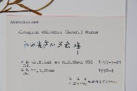 八角楓藏品圖，第2張