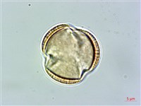 匐匍南薺藏品圖，第3張