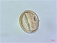 匐匍南薺藏品圖，第4張