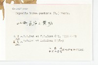 薺藏品圖，第3張