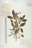 木半夏藏品圖，第1張