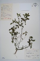 爵床、六角英藏品圖，第1張