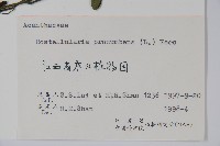 爵床、六角英藏品圖，第2張