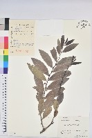 湖北算盤子藏品圖，第1張