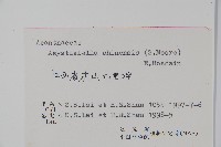 擬馬偕花、白接骨藏品圖，第2張