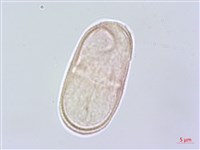 白苞芹藏品圖，第2張