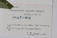 杜根藤藏品圖，第2張