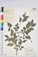 青灰葉下珠藏品圖，第1張