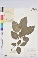 白木烏臼藏品圖，第1張