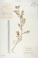 水花菜藏品圖，第1張