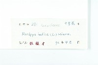 葶藶藏品圖，第3張