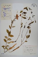 桔梗藏品圖，第1張