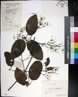 麥氏鐵線蓮藏品圖，第1張