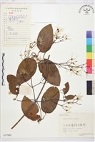 麥氏鐵線蓮藏品圖，第2張