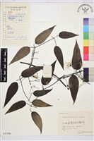 山木通藏品圖，第1張