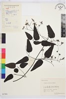 威靈仙藏品圖，第1張