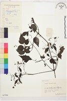 小木通藏品圖，第2張