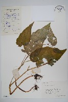 中華秋海棠藏品圖，第1張