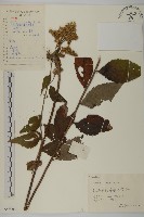 珍珠蒿、奇蒿藏品圖，第1張