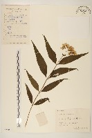 佩蘭、澤蘭藏品圖，第1張