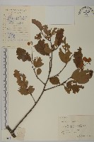 雷公藤藏品圖，第1張