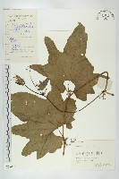 絲瓜、菜瓜藏品圖，第1張