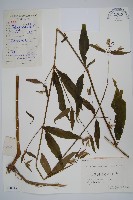 柳葉牛膝藏品圖，第1張