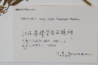 柳葉牛膝藏品圖，第2張