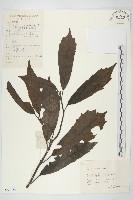 桃葉珊瑚藏品圖，第1張