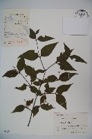 松田氏莢迷、宜昌莢迷藏品圖，第1張