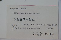 松田氏莢迷、宜昌莢迷藏品圖，第2張